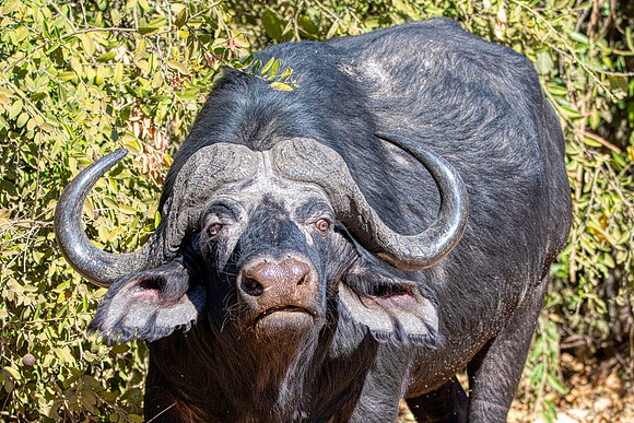 Cape Buffalo2