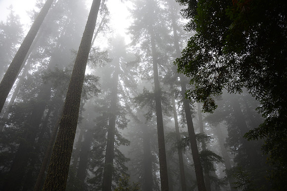 Redwoods
