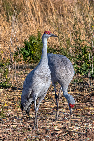 Sandhill cranes