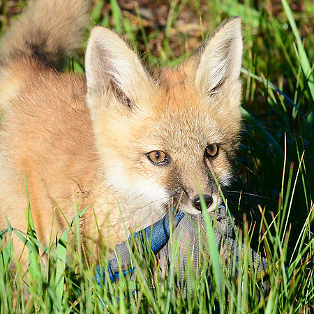 Red fox kit