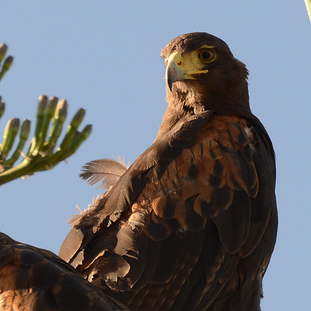 Harris hawk