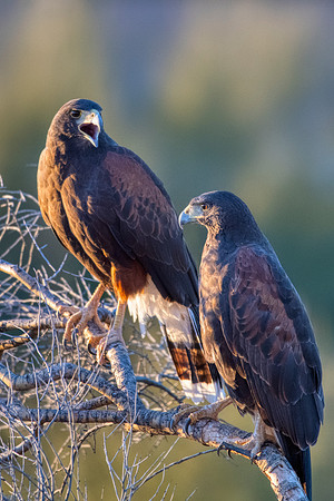 Harris Hawks