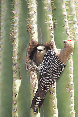 Gila woodpecker