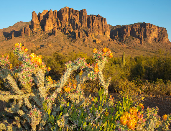 Buckhorn cholla and Superstitions